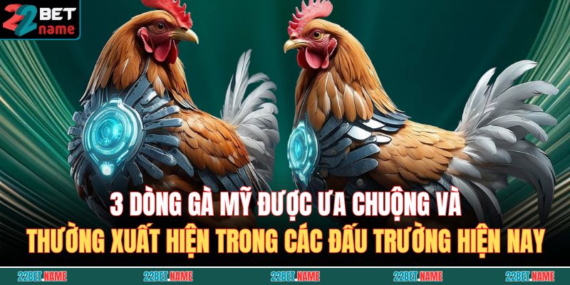 3 dòng gà Mỹ được ưa chuộng và thường xuất hiện trong các đấu trường hiện nay
