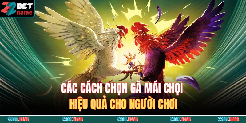Các cách chọn gà mái chọi hiệu quả cho người chơi