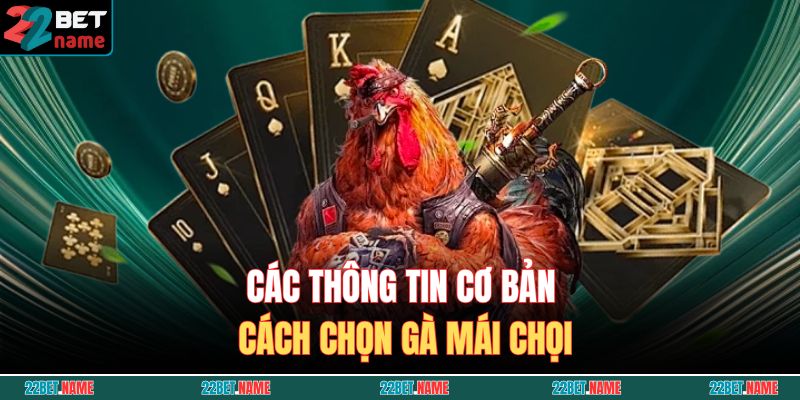 Các thông tin cơ bản cách chọn gà mái chọi