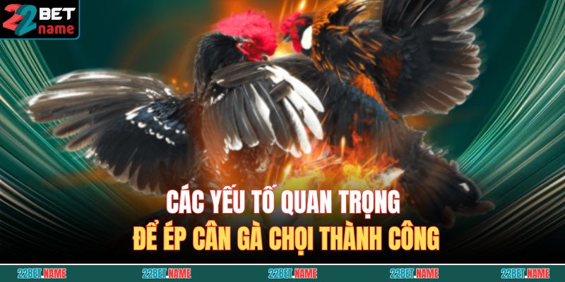 Các yếu tố quan trọng để ép cân gà chọi thành công