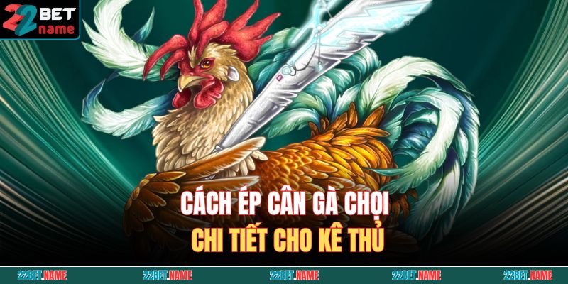 Cách ép cân gà chọi chi tiết cho kê thủ