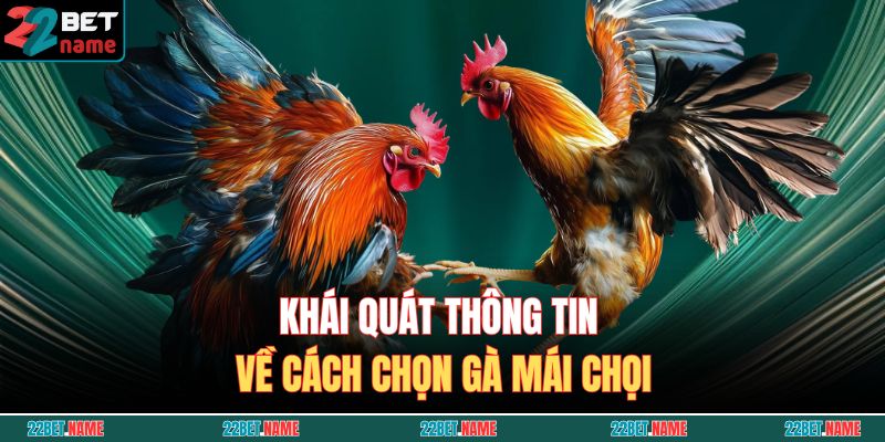 Khái quát thông tin về cách chọn gà mái chọi