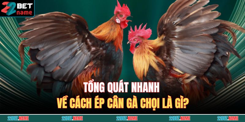 Tổng quát nhanh về cách ép cân gà chọi là gì?